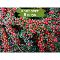 Комплект 5шт  / Кизильник Даммера Билефельд