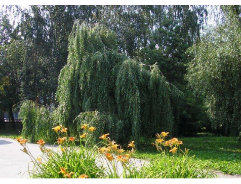 Ива плакучая (зеленая)